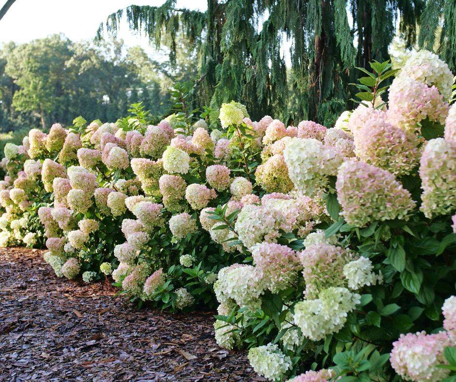 Why Isn't My Hydrangea Blooming? 5 Possible Reasons